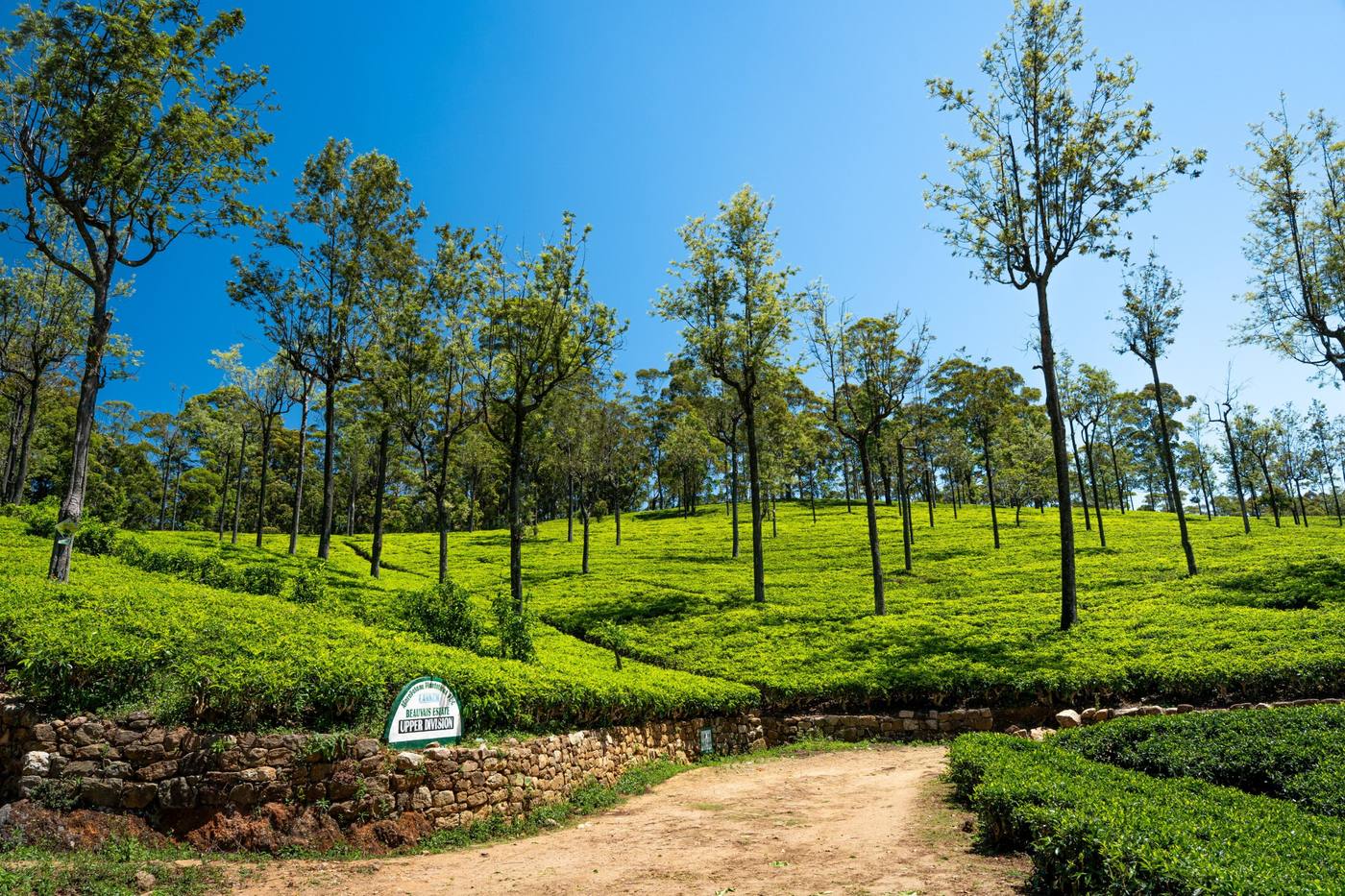 Tea Country & Scenic Hill Trails